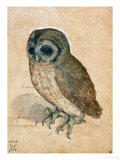 Sreech-Owl, 1508