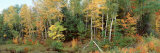 Trees in a Forest, Vilas County, Lac du Flambeau, Wisconsin, USA