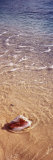 Conch Shell on the Beach, Caribbean Sea, Cayman Islands