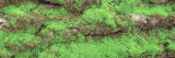 Green Moss on Tree Bark, Sacramento, California, USA
