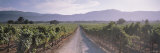 Road through a Vineyard, Napa Valley, California, USA Photographic Print
