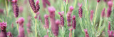 Italian Lavender