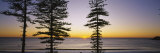 Buy Silhouette of Trees at Dawn, Manly Beach, Sydney, New South Wales, Australia at AllPosters.com