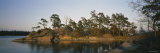 Pine Trees on an Island, Backa, Gothenburg, Hisingen, Bohuslan, Sweden