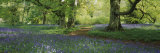 Bluebells in a Forest, Thorp Perrow Arboretum, North Yorkshire, England Photographic Print