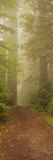 Trees in a Forest, Redwood National Park, California, USA