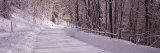 Buy Bare Trees along a Snow Covered Road, Crystal Downs, Michigan, USA at AllPosters.com