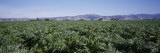 Artichoke Crop in a Field, Salinas Valley, California, USA