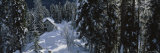 Snowcapped Lodge in the Forest, Yoho National Park, British Columbia, Canada