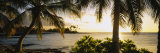 Buy Palm Trees on the Coast, Kohala Coast, Big Island, Hawaii, USA at AllPosters.com