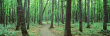 Buy Walkway Running through a Forest, Black River National Forest, Michigan, USA at AllPosters.com