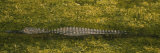 Alligator Flowing in a Canal, Big Cypress Swamp National Preserve, Tamiami, Ochopee, Florida, USA