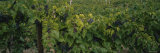 Bunch of Grapes in a Vineyard, Hammondsport, Lake Keuka, Finger Lakes, New York State, USA