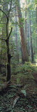 Tree Trunks, Redwood State Park, Humboldt County, California, USA