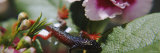 Salamander on Flowers