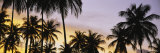 Silhouette of Palm Trees at Sunset, Pigeon Point Beach, Tobago