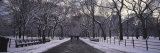 Buy Bare Trees in a Park, Central Park, New York, USA at AllPosters.com