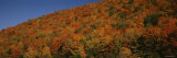 Trees in a Valley, Hope Valley, Adirondack, New York, USA