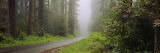 Empty Road Passing through a Forest, Redwood National Park, California, USA
