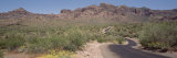 Buy Cactus along a Road, Dreamy Draw Park, Arizona, USA at AllPosters.com