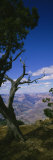 Tree at the Edge of a Canyon, Grand Canyon National Park, Arizona, USA