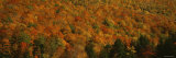 Trees in a Valley, Hope Valley, Adirondack, New York, USA