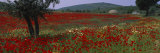 Red Poppies in a Field, Turkey