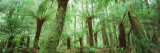 Trees in a Forest, Franklin Gordon Wild Rivers National Park, Tasmania, Australia