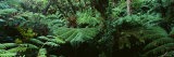 Trees in a Forest, Hawaii Volcanoes National Park, Hawaii, USA