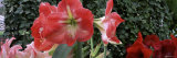 Amaryllis Flowers, Botanical Gardens of Buffalo and Erie County, Buffalo, New York, USA