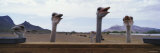 Ostriches in a Poultry Farm