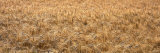 Buy Wheat, Colorado, USA at AllPosters.com