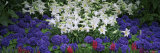 Lilies in a Garden, Botanical Gardens of Buffalo and Erie County, Buffalo, New York, USA