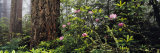 Redwoods and Rhododendrons at Prairie Creek Redwood State Park, California, USA