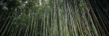 Dense Bamboo Forest, Hawaii, USA