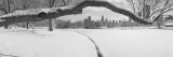 Bare Trees in a Park, Lincoln Park, Chicago, Illinois, USA