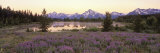 Wildflowers in the Uncultivated Landscape, Grand Teton National Park, Wyoming, USA