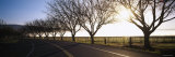 Trees along a Highway, Napa Valley, California, USA