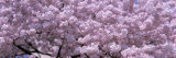 Cherry Blossoms, Washington D.C., USA