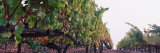 Buy Crops in a Vineyard, Sonoma County, California, USA at AllPosters.com