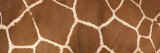 Reticulated Giraffe Markings