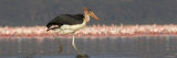 Marabou Stork Walking in Water