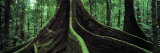 Buy Roots of a Giant Tree, Daintree National Park, Queensland, Australia at AllPosters.com