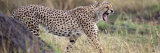 Cheetah Walking in a Field