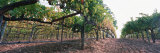Crops in a Vineyard, Sonoma County, California, USA