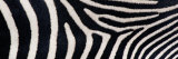 Greveys Zebra Stripes