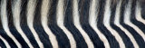Greveys Zebra Stripes and Mane