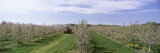 Tractor Moving in an Apple Orchard, Kent County, Michigan, USA