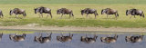 Buy Herd of Wildebeests along a River, Ngorongoro Crater, Tanzania at AllPosters.com