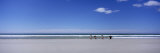 Four Gentoo Penguins Standing on the Beach, Falkland Islands